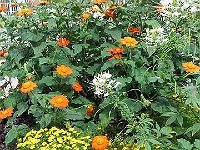 Blumen im Belvedere-Park